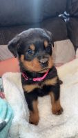 Rottweiler Puppies for sale in Chillicothe, OH 45601, USA. price: $800