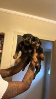 Rottweiler Puppies for sale in Dearborn, Michigan. price: $900