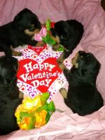 Rottweiler Puppies for sale in Long Island, New York, USA. price: $1,500