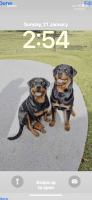 Rottweiler Puppies for sale in Eumundi, Queensland. price: $2,800