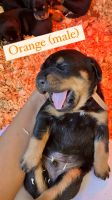 Rottweiler Puppies for sale in Eclectic, Alabama. price: NA