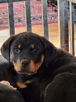 Rottweiler Puppies for sale in South Bend, IN, USA. price: $2,500