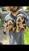 Rottweiler Puppies for sale in Drouin, Victoria. price: $2,000