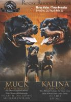 Rottweiler Puppies for sale in New Market, Tennessee. price: NA