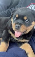 Rottweiler Puppies for sale in Concord, California. price: $2,000