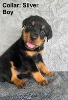 Rottweiler Puppies for sale in Mareeba, Queensland. price: $2,700