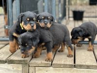Rottweiler Puppies for sale in Macon, Georgia. price: $2,000