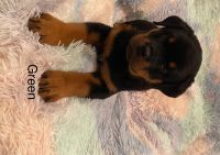 Rottweiler Puppies for sale in Apple Valley, CA, USA. price: $1,500