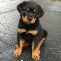 Rottweiler Puppies for sale in Detroit, Michigan. price: $432