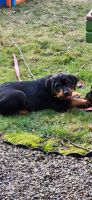 Rottweiler Puppies for sale in Corning, New York. price: $1,000
