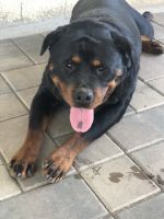 Rottweiler Puppies for sale in Monterey, California. price: $800