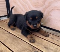 Rottweiler Puppies for sale in Revesby, New South Wales. price: NA