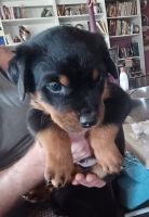Rottweiler Puppies for sale in Silver Springs, Nevada. price: $2,000
