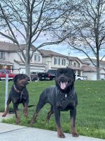 Rottweiler Puppies for sale in Sacramento, California. price: NA