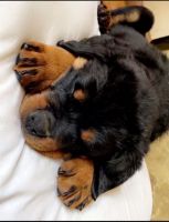 Rottweiler Puppies for sale in Naugatuck, CT 06770, USA. price: $1,100