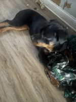 Rottweiler Puppies for sale in Olympia Fields, Illinois. price: $800