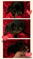 Rottweiler Puppies for sale in Lancaster, Pennsylvania. price: $1,200