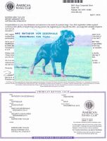 Rottweiler Puppies for sale in Hertford, North Carolina. price: $1,000