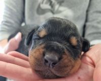 Rottweiler Puppies for sale in Catherine Field, New South Wales. price: $2,500