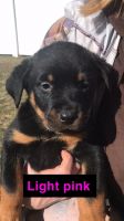 Rottweiler Puppies for sale in Taylor, Michigan. price: $600