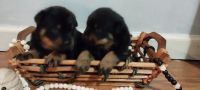 Rottweiler Puppies for sale in Brookville, Indiana. price: $500
