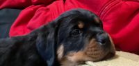 Rottweiler Puppies for sale in Naugatuck, CT 06770, USA. price: $950