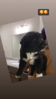 Rottweiler Puppies for sale in  TN, Tennessee. price: $300