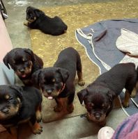 Rottweiler Puppies for sale in Sisters, Oregon. price: $1,500