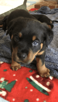 Rottweiler Puppies for sale in Riverside, California. price: $70,000