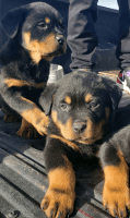 Rottweiler Puppies for sale in Seligman, Arizona. price: $750