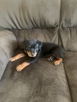 Rottweiler Puppies for sale in Panama City, FL, USA. price: $1,200