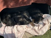 Rottweiler Puppies for sale in Los Angeles, California. price: $300