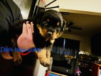 Rottweiler Puppies for sale in Dallas, TX, USA. price: $2,800
