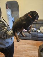 Rottweiler Puppies for sale in Indianapolis, IN, USA. price: $600