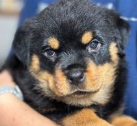 Rottweiler Puppies for sale in Adelaide, South Australia. price: $1,000