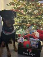 Rottweiler Puppies for sale in Charlotte, North Carolina. price: $600