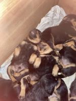 Rottweiler Puppies for sale in Miami, Florida. price: $2,000