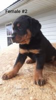 Rottweiler Puppies for sale in Dalton, Georgia. price: $300
