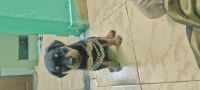Rottweiler Puppies for sale in Sangareddy, Telangana. price: 20,000 INR
