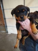 Rottweiler Puppies for sale in Ovid, Michigan. price: $1,200