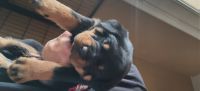 Rottweiler Puppies for sale in Pomona, California. price: $800