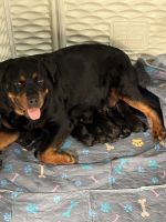 Rottweiler Puppies for sale in North Las Vegas, NV 89030, USA. price: $1,500