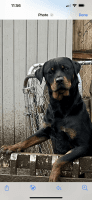 Rottweiler Puppies for sale in Prince George, Virginia. price: $700