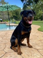 Rottweiler Puppies for sale in Houston, Texas. price: $800