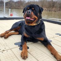 Rottweiler Puppies for sale in Cincinnati, OH, USA. price: $1,500