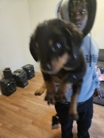 Rottweiler Puppies for sale in Indianapolis, IN, USA. price: $600