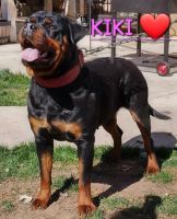 Rottweiler Puppies for sale in North Hollywood, California. price: $2,500