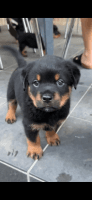 Rottweiler Puppies for sale in Schofields, New South Wales. price: $2,500