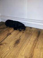 Rottweiler Puppies for sale in Homewood, Illinois. price: $2,300