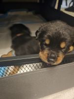 Rottweiler Puppies for sale in Lebanon, Oregon. price: $100,000